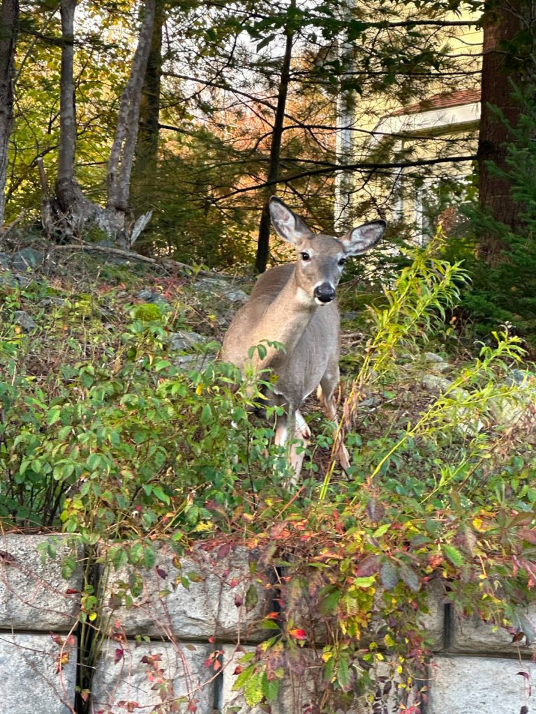 Photo of deer